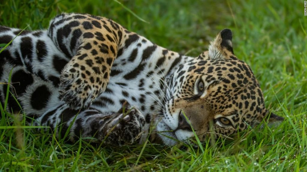 Iberá National Park: Inside Argentina’s wet ‘n’ wild escape